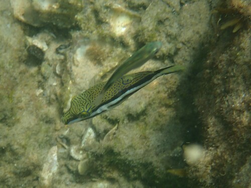 Canthigaster callisterna observed 2026-09-26