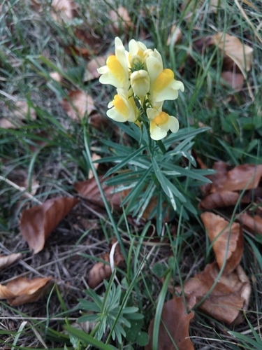 common toadflax