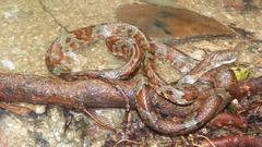 Trimorphodon biscutatus