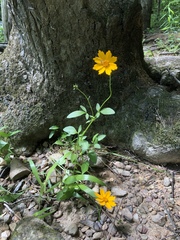 Coreopsis auriculata
