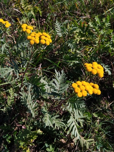 Common Tansy