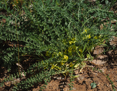 Astragalus pinetorum