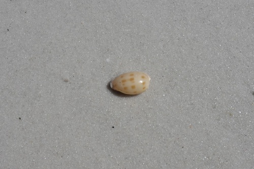 Notocypraea piperita observed 2026-10-03
