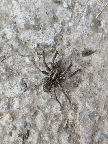 Radiated Wolf Spider