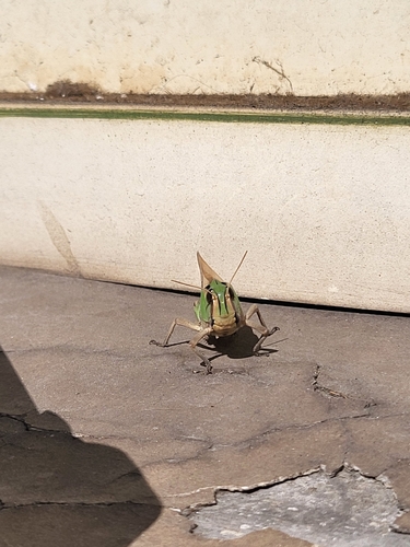Migratory Locust