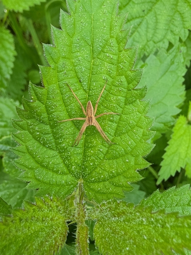European Nursery Web spider
