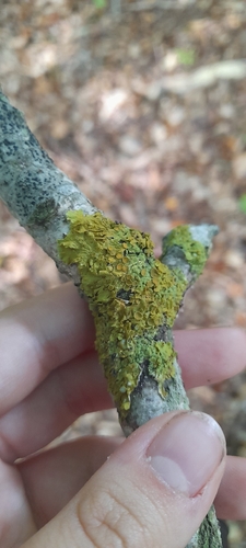 Common Sunburst Lichen