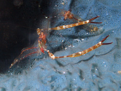 Cuapetes ischiospinosus