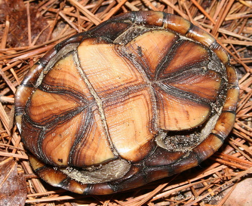 Eastern Mud Turtle, photo 6 of 10