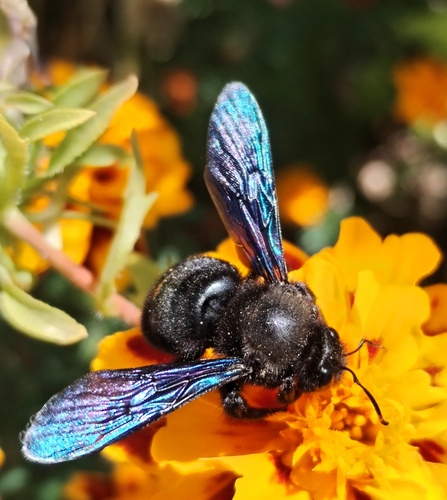 Violet Carpenter Bee