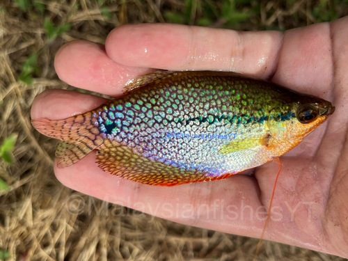 Pearl Gourami