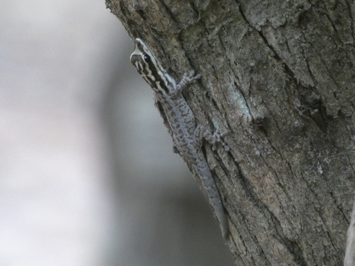 Lygodactylus mombasicus