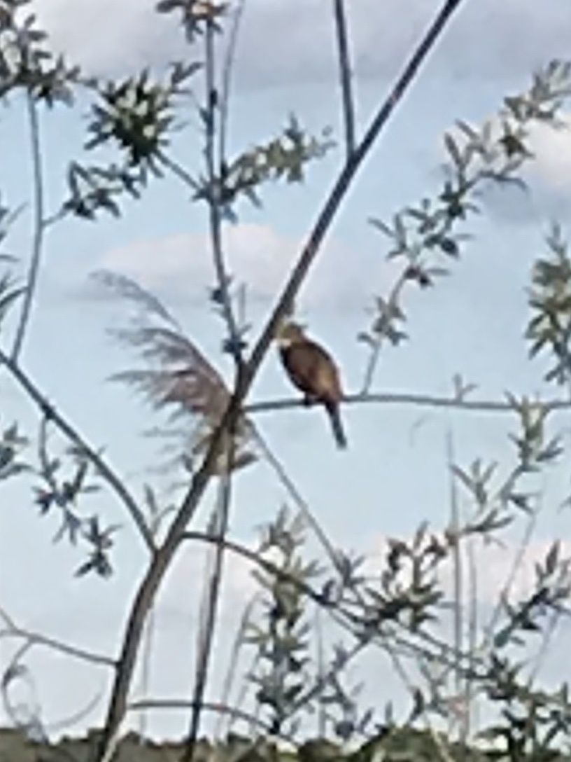 Great Reed Warbler
