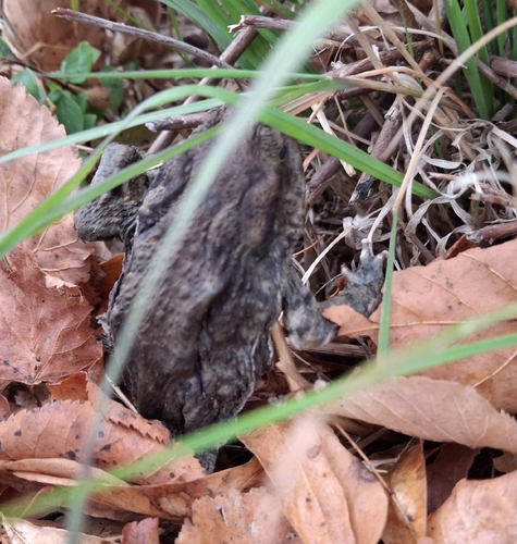 European Toad