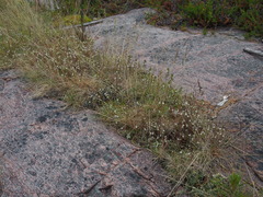 Euphrasia wettsteinii