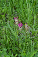 Pedicularis dasystachys