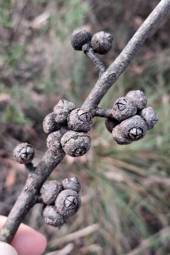 Eucalyptus blaxlandii observed 2026-10-03