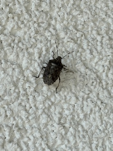 Mottled Stink Bug