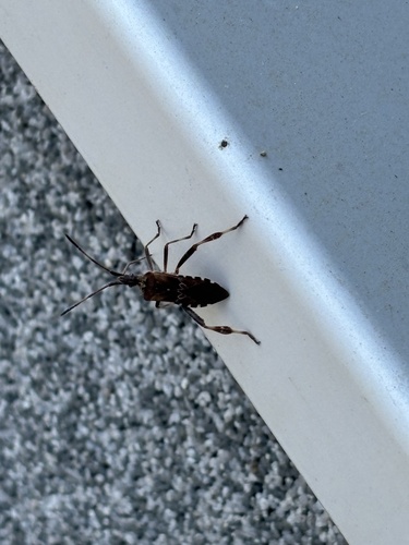 Western Conifer Seed Bug