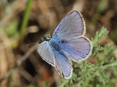 Polyommatus celina