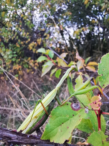 European Mantis