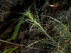 Ptilostemon diacantha