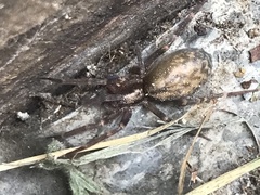 Liocranum rupicola