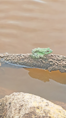 Sahara Frog