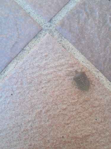 Southern Green Stink Bug