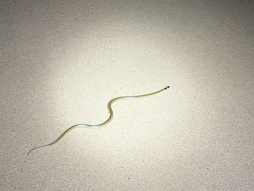 Orange-naped Snake