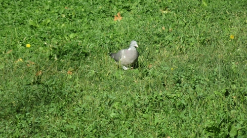 Common Wood-Pigeon