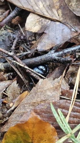 Woodland Dor Beetle