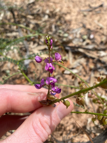 Swainsona microphylla, 2026-10-03