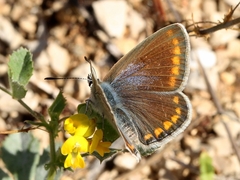 Polyommatus celina