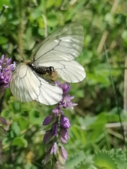 Parnassius stubbendorfii