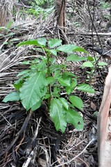 Dendrocnide photiniiphylla