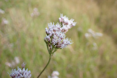 Eupatorium lindleyanum observed 2026-10-03