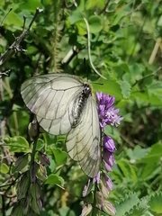 Parnassius stubbendorfii