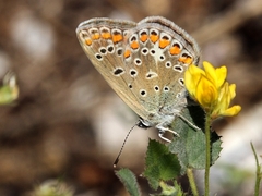 Polyommatus celina