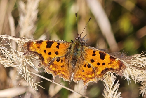 European Comma