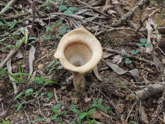 Pleurotus tuber-regium