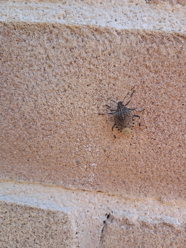Brown Marmorated Stink Bug