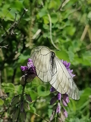 Parnassius stubbendorfii