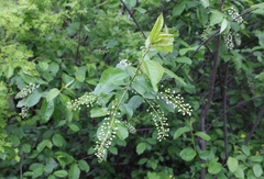Prunus padus
