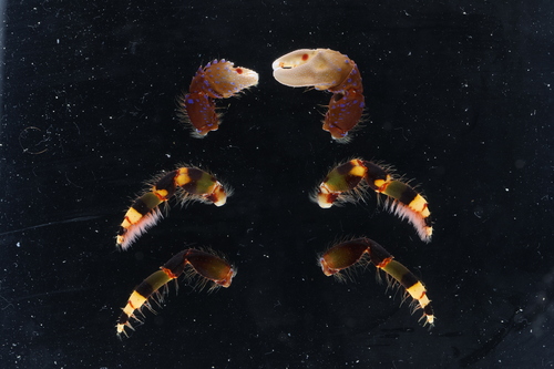 Calcinus imperialis observed 2026-10-03