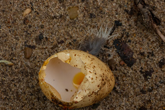 Caprimulgus europaeus