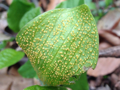 Uromyces ari-triphylli