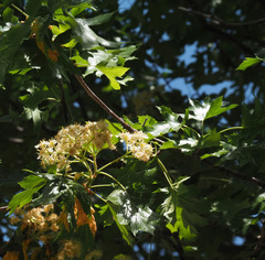 Torminalis glaberrima