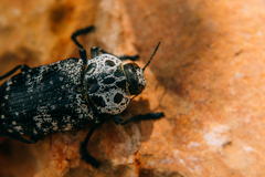 Capnodis cariosa