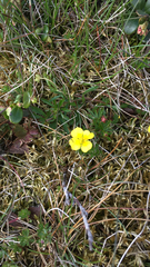 Potentilla erecta